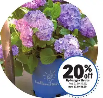 Meijer Hydrangea Shrubs offer