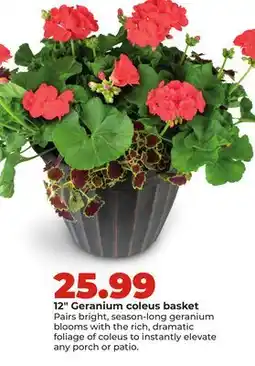 Hy-Vee 12 Geranium coleus basket offer