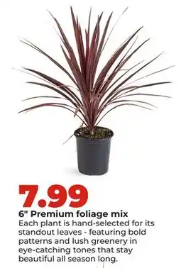 Hy-Vee 6 Premium foliage mix offer