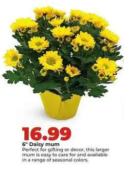 Hy-Vee 6 Daisy mum offer