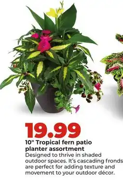 Hy-Vee 10 Tropical fern patio planter assortment offer