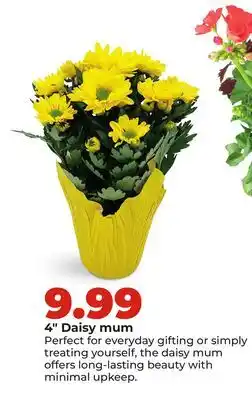 Hy-Vee 4 Daisy mum offer