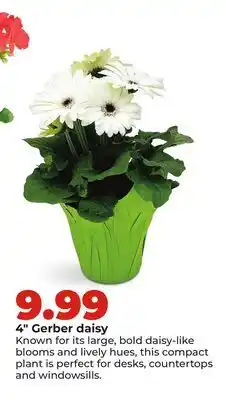 Hy-Vee 4 Gerber daisy offer