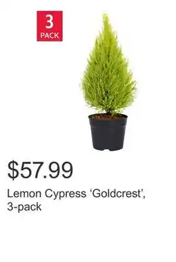 Costco Lemon Cypress 'Goldcrest', 3-pack offer