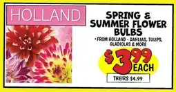 Ollie's HOLLAND SPRING & SUMMER FLOWER BULBS offer