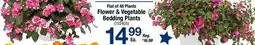 Ace Hardware Flower & Vegetable Bedding Plants offer