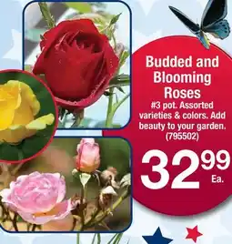 Ace Hardware Budded and Blooming Roses offer
