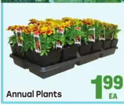 Tony’s Fresh Market Annual Plants offer