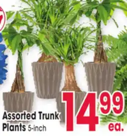 Jewel-Osco Assorted Trunk Plants offer