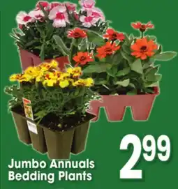 Jewel-Osco Jumbo Annuals Bedding Plants offer