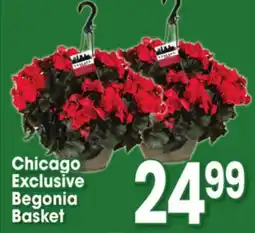 Jewel-Osco Chicago Exclusive Begonia Basket offer