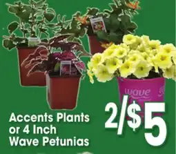 Jewel-Osco Accents Plants or 4 Inch Wave Petunias offer