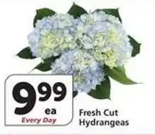 Albertsons Fresh Cut Hydrangeas offer