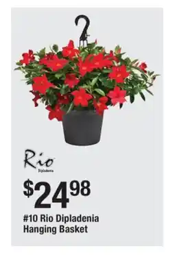 The Home Depot 10 Rio Dipladenia Hanging Basket offer