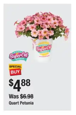 The Home Depot Quart Petunia offer