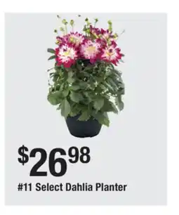 The Home Depot 11 Select Dahlia Planter offer