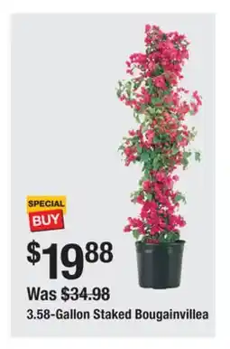 The Home Depot 3.58-Gallon Staked Bougainvillea offer