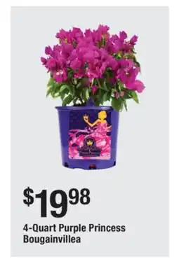 The Home Depot 4-Quart Purple Princess Bougainvillea offer