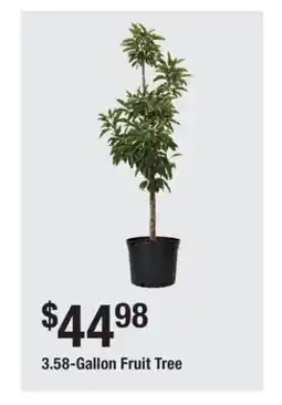 The Home Depot 3.58-Gallon Fruit Tree offer