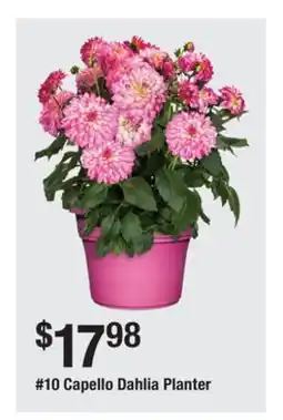 The Home Depot 10 Capello Dahlia Planter offer