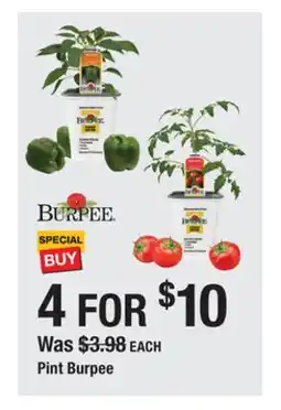 The Home Depot Burpee Pint Burpee offer