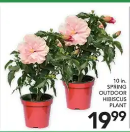 Pete's Fresh Market 10 IN. SPRING OUTDOOR HIBISCUS PLANT offer