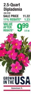 Menards 2.5-Quart Dipladenia offer