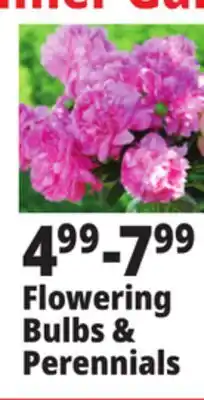 Ocean State Job Lot Flowering Bulbs & Perennials offer