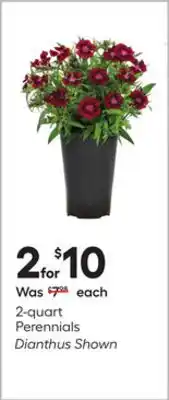 Lowe's 2-quart Perennials offer