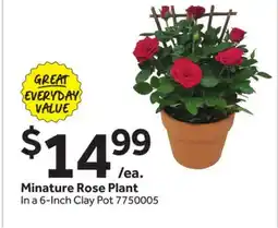 Stop&Shop Minature Rose Plant offer