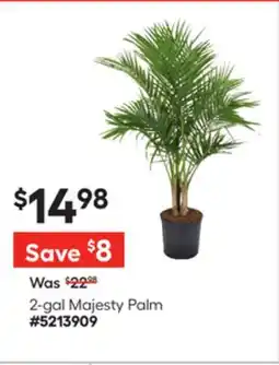 Lowe's 2-gal Majesty Palm offer