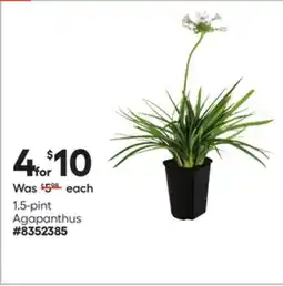 Lowe's 1.5-pint Agapanthus offer