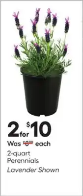 Lowe's Perennials offer