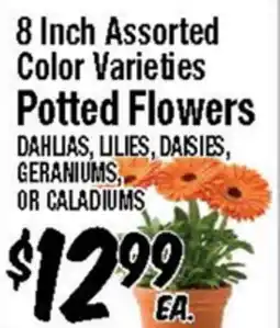 Western Beef 8 Inch Assorted Color Varieties Potted Flowers offer