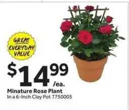 Stop&Shop Minature Rose Plant offer