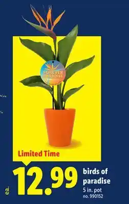 Lidl birds of paradise offer