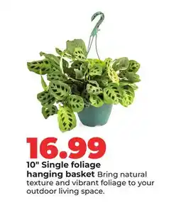 Hy-Vee 10 Single foliage hanging basket offer