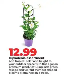 Hy-Vee Dipladenia assortment offer