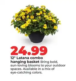 Hy-Vee 12 Latana combo hanging basket offer