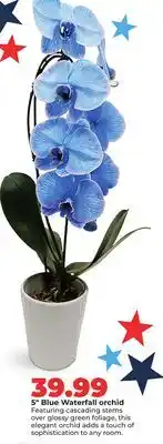 Hy-Vee 5 Blue Waterfall orchid offer