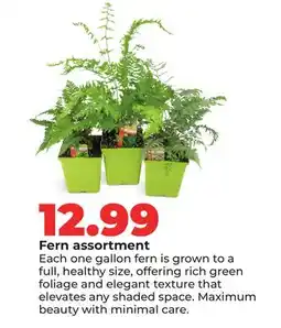 Hy-Vee Fern assortment offer