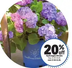Meijer Hydrangea Shrubs offer
