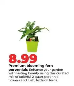 Hy-Vee Premium blooming fern perennials offer