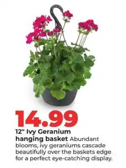 Hy-Vee 12 Ivy Geranium hanging basket offer