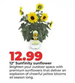 Hy-Vee 12 Sunfinity sunflower offer