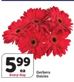 Vons Gerbera Daisies offer