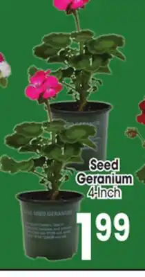 Jewel-Osco Seed Geranium offer