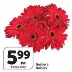 Albertsons Gerbera Daisies offer