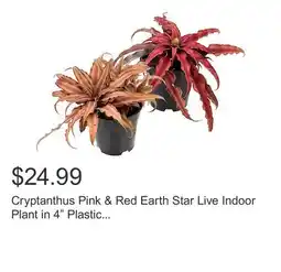 Costco Cryptanthus Pink & Red Earth Star Live Indoor Plant in 4 Plastic Pot offer