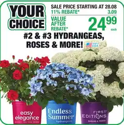 Menards 2 & #3 HYDRANGEAS, ROSES & MORE! offer